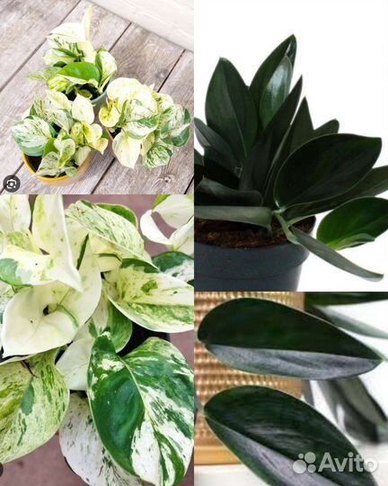 Сциндапсусы Манжула, Дарк форм