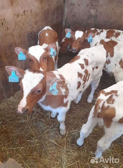 Бычки, телята на корм