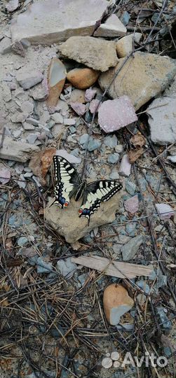 Махаон, размер 9 см