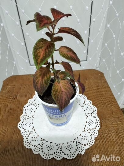 Колеус сортовой