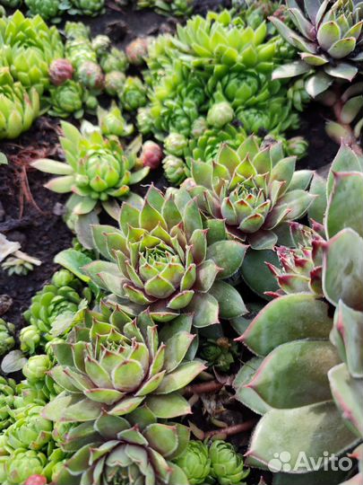 Каменная роза