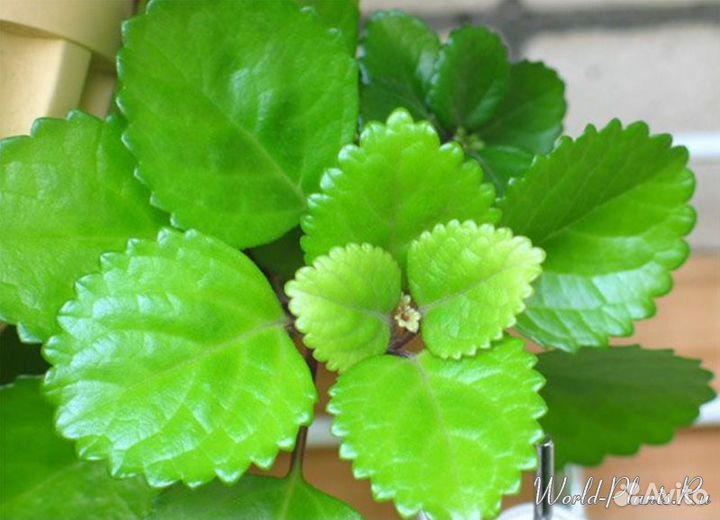 Комнатные цветы