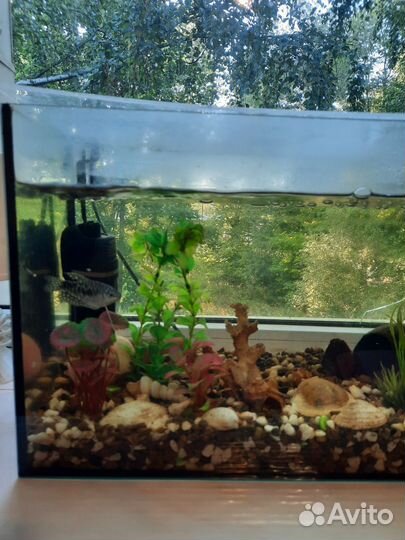 Аквариум