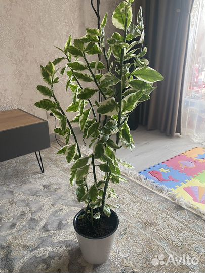 Педилантус