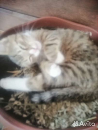 Оцикет котята