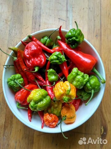 Острый перец