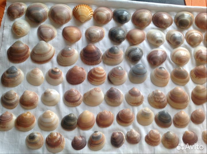 84 ракушки и камни