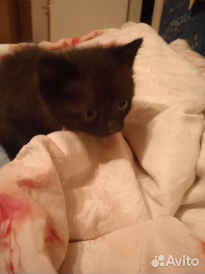 Котята