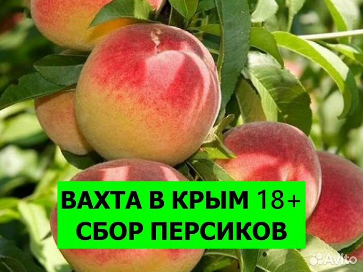 Вахта в Крым. Сборка персиков 18+