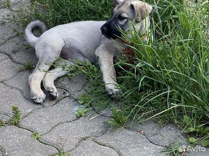 Щенки бесплатно