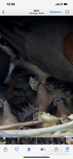 Зебровые амадины