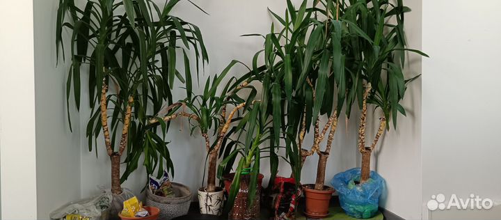 Пальма юкка