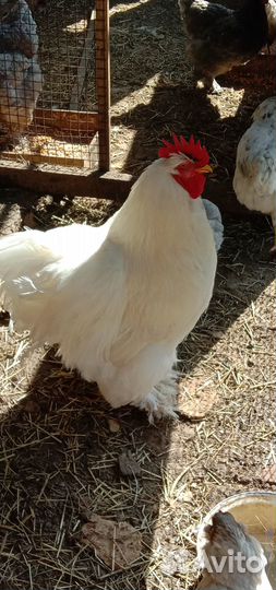 Петухи Кохинхин