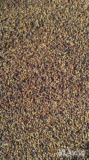 Продам семена люцерна