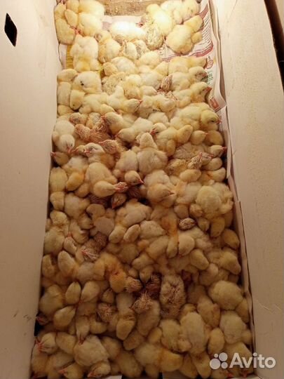 Цыплята суточные