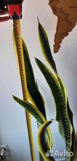 Сансевиерия лауренти