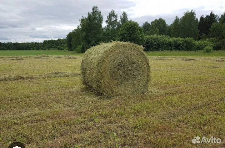 Сено в рулонах