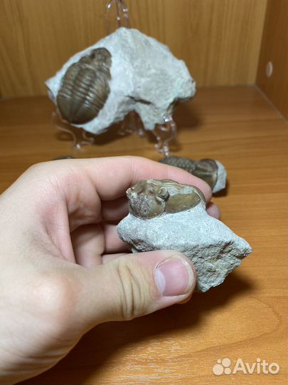 Бюджетные трилобиты в ассортименте