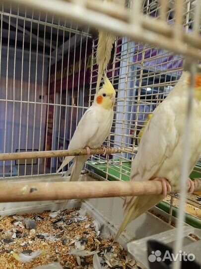 Попугаи и попугайчики в спб