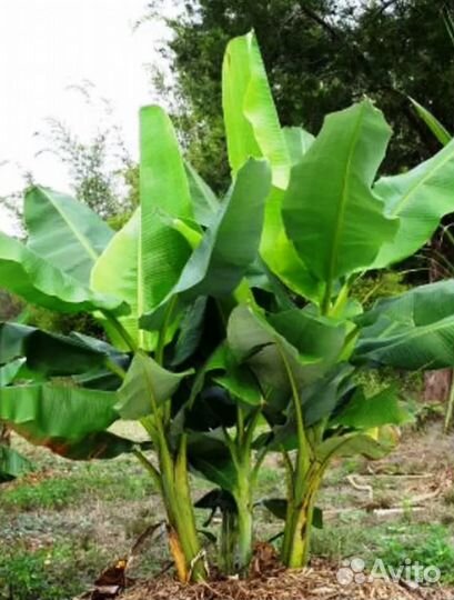 Папоротник страусник, орляк и Банановая пальма