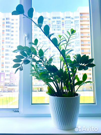 Замиокулькас