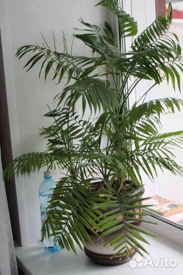 Пальма в большом красивом глиняном горшке