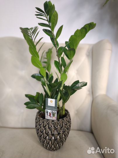 Замиокулькас