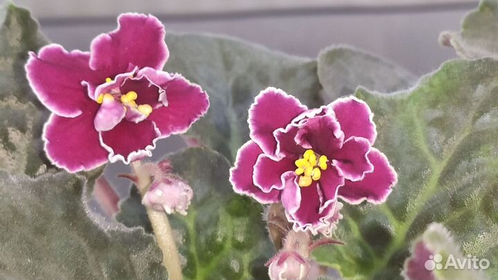 Фиалка цветущая 