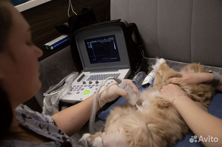 Ветеринарный врач Срочный выезд паспорт