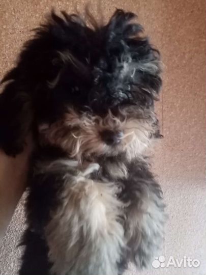 Сестрёнки пуделешки