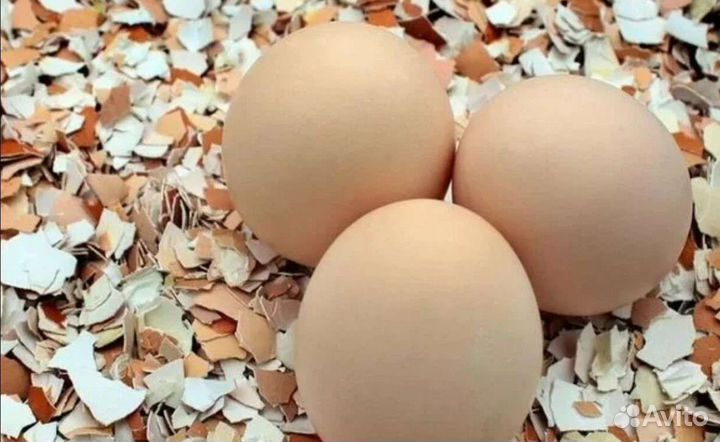 Яичная скорлупа в мешках