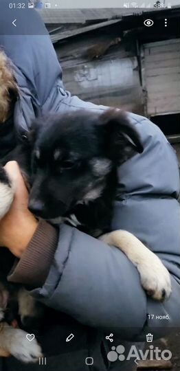 Щенок девочка в добрые руки