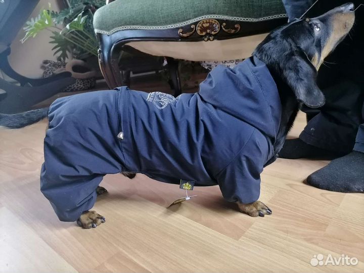 Комбинезон для таксы (спинка 36см)