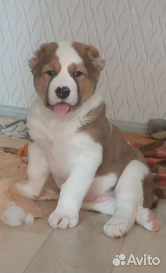 Щенок Сао Алабай Кобель