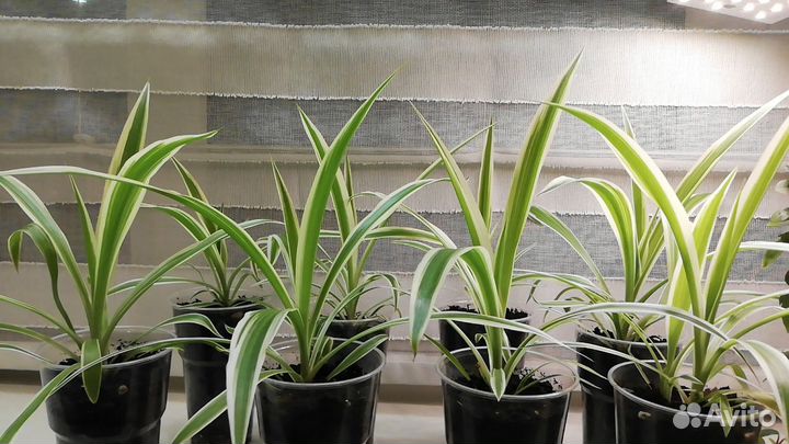 Цветы комнатные Хлорофитум хохлатый