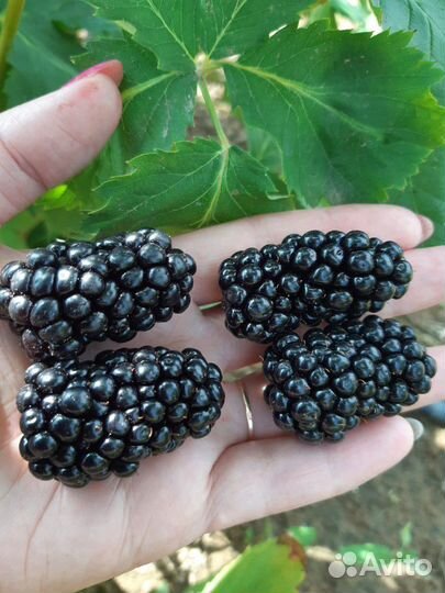 Саженцы сортовой ежевики