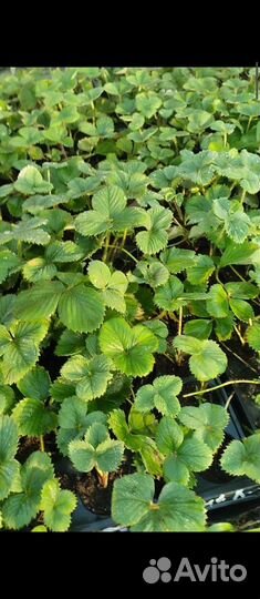 Саженцы клубники более 60 ти сортов