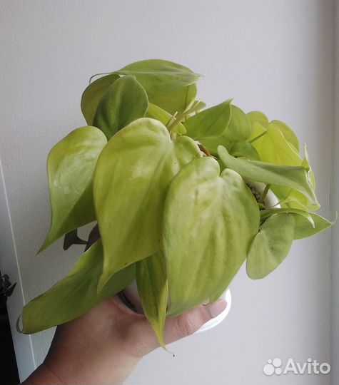 Филодендрон лазающий Скайденс Лайм в горшке 0,8 л