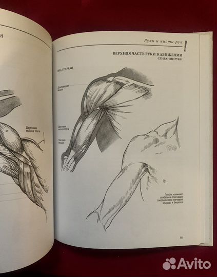 Книга Анатомия для художников