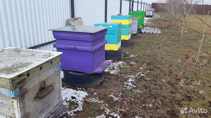 Продажа пчелосемьи