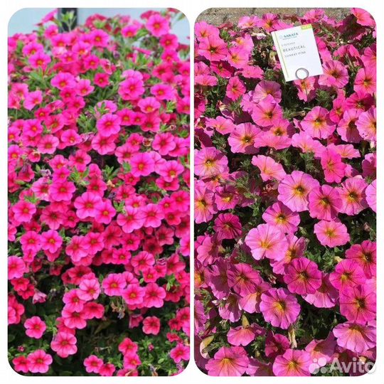 Петуния ампельная