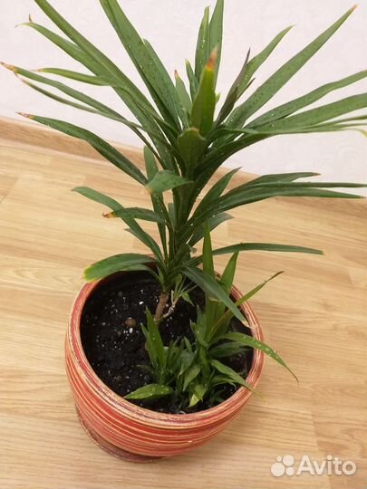 Кордилина прямая