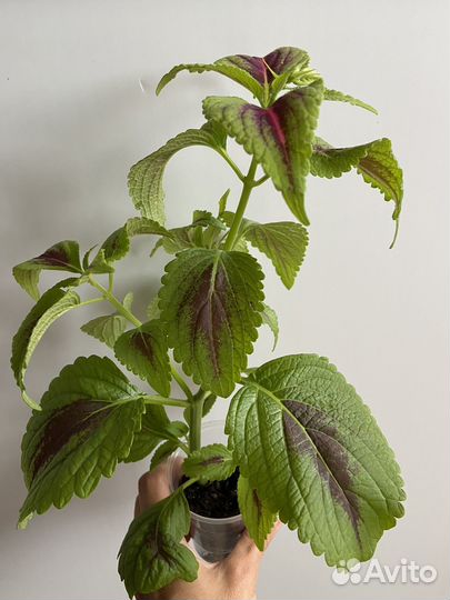 Комнатные цветы. Колеусы