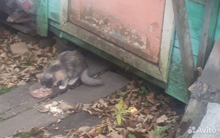 В добрые руки,хорошеньких котят