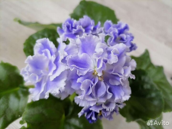 Фиалочки сортовые