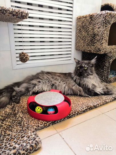 Зоогостиница у ветврача в центре