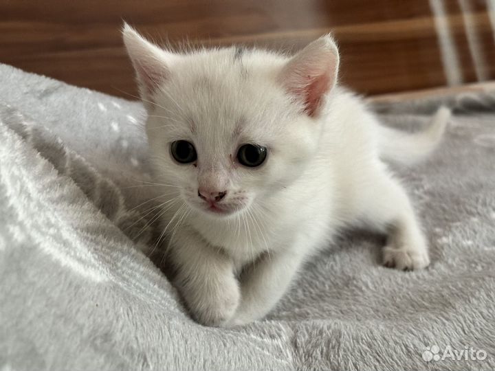 Котята шалунята