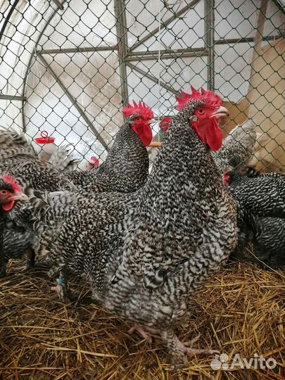 Инкубационное яйцо мехеленской кукушки