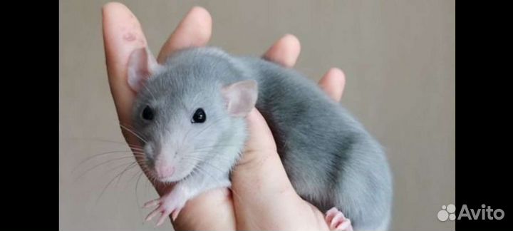 Крыса дамбо голубая норка