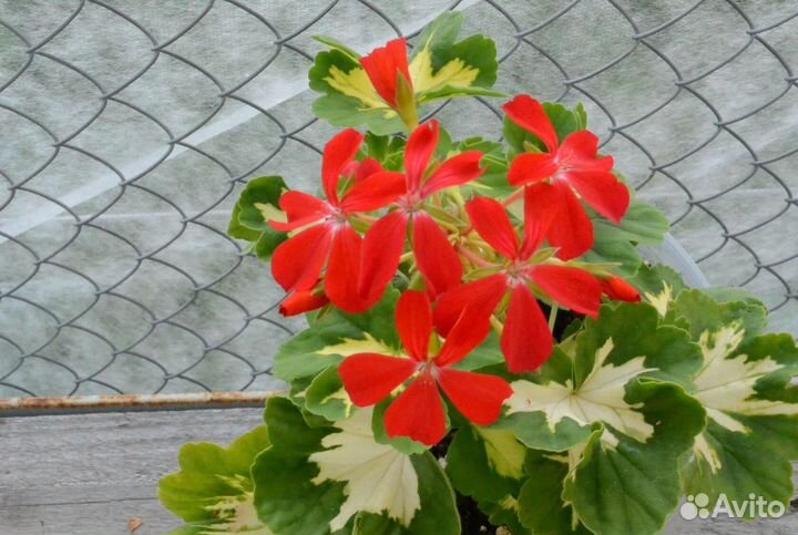 Пеларгония Happy Thought